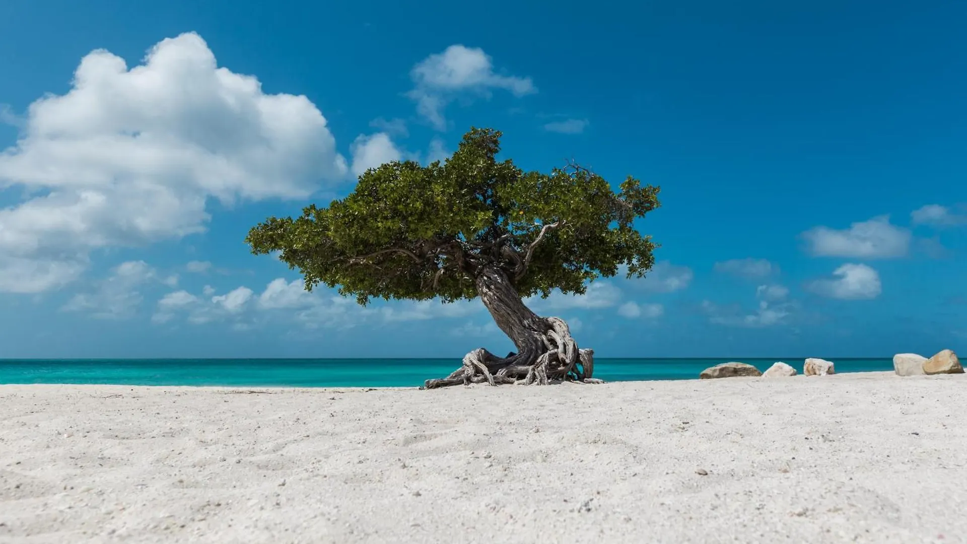 Arubas Life 103 Daire Noord